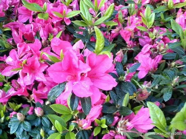 2025.02.28       2025 台北杜鵑花季--- 杜鵑花篇(2025 Tapei Azalea festival at Daan forest park), Taipei, Taiwan, Feb 28,2025, SJKen