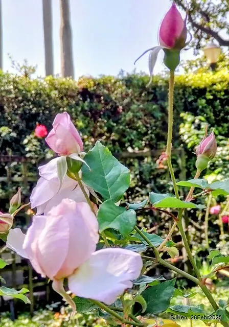 2025花博園區新生公園台北玫瑰園花展(2025 Annual Taipei Rose Garden festival), Mar 14 ~ Apr.13, 2025, Taipei, Taiwan, SJKen.