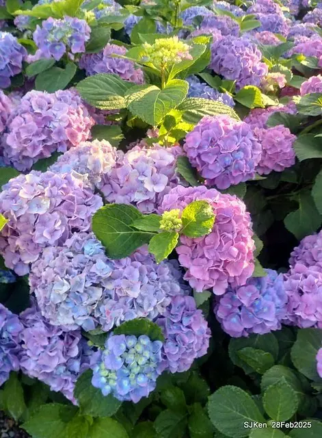 2025台北杜鵑花季「心花開、森不息」主題系列(三) 繡球花篇((Hydrangeas exhibition at Da-An forest park), Taipei,Taiwan, SJKen, Feb 28, 2025.