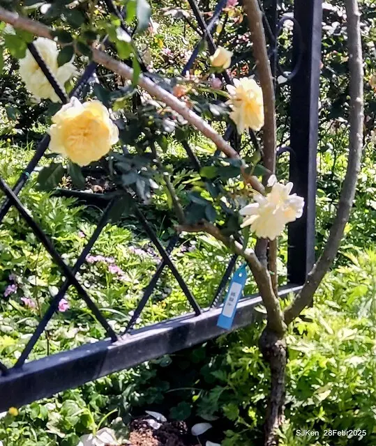 2025花博園區新生公園台北玫瑰園花展(2025 Annual Taipei Rose Garden festival), Mar 14 ~ Apr.13, 2025, Taipei, Taiwan, SJKen.