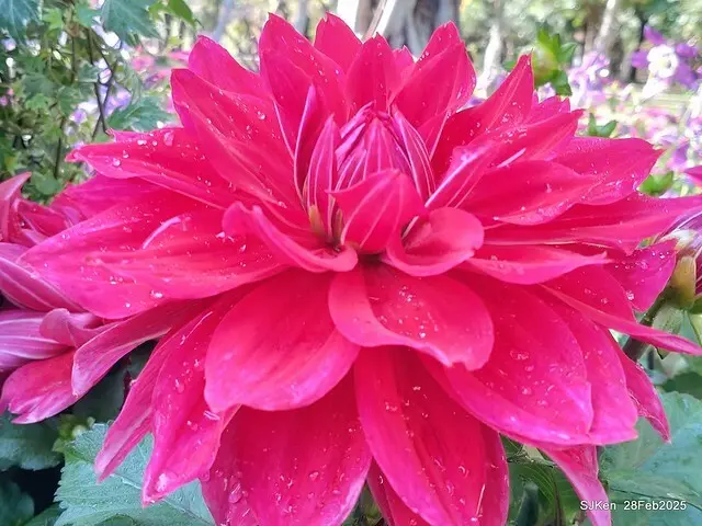 2025台北杜鵑花季系列(二) 大理花篇( Dahlia at Daan forest park), Taipei, Taiwan, SJKen , Feb 28, 2025.