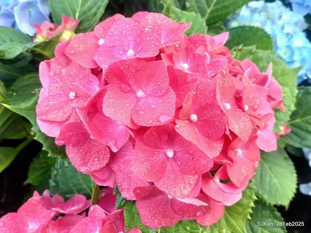 2025台北杜鵑花季「心花開、森不息」主題系列(三) 繡球花篇((Hydrangeas exhibition at Da-An forest park), Taipei,Taiwan, SJKen, Feb 28, 2025.