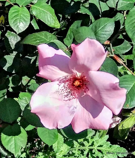 2025花博園區新生公園台北玫瑰園花展(2025 Annual Taipei Rose Garden festival), Mar 14 ~ Apr.13, 2025, Taipei, Taiwan, SJKen.