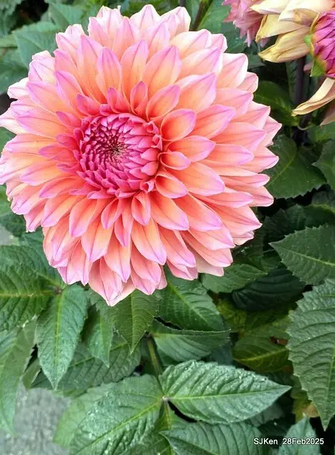 2025台北杜鵑花季系列(二) 大理花篇( Dahlia at Daan forest park), Taipei, Taiwan, SJKen , Feb 28, 2025.