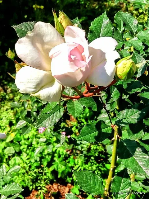 2025花博園區新生公園台北玫瑰園花展(2025 Annual Taipei Rose Garden festival), Mar 14 ~ Apr.13, 2025, Taipei, Taiwan, SJKen.