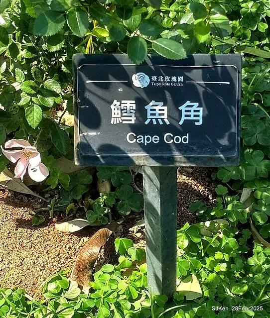 2025花博園區新生公園台北玫瑰園花展(2025 Annual Taipei Rose Garden festival), Mar 14 ~ Apr.13, 2025, Taipei, Taiwan, SJKen.