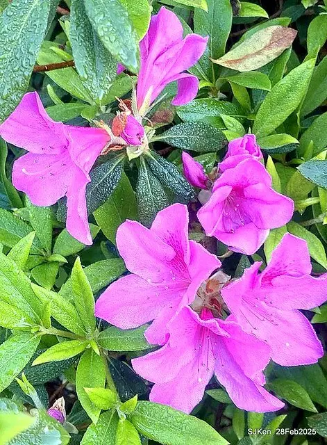 2025.02.28       2025 台北杜鵑花季--- 杜鵑花篇(2025 Tapei Azalea festival at Daan forest park), Taipei, Taiwan, Feb 28,2025, SJKen