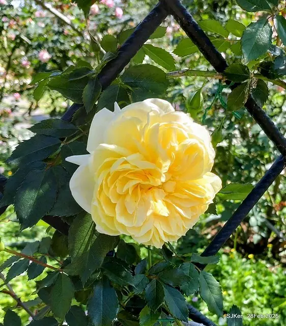 2025花博園區新生公園台北玫瑰園花展(2025 Annual Taipei Rose Garden festival), Mar 14 ~ Apr.13, 2025, Taipei, Taiwan, SJKen.