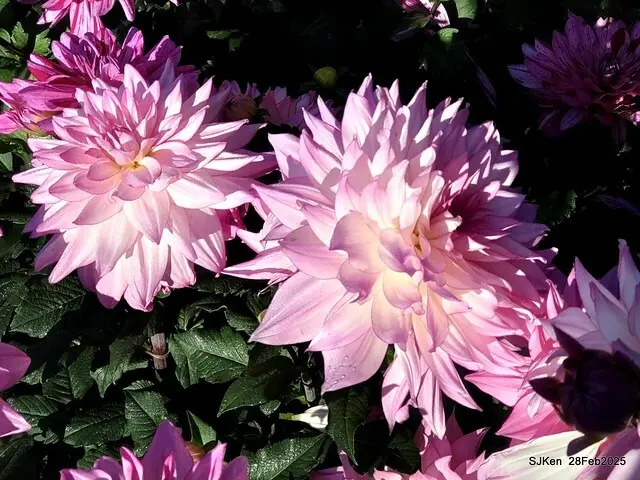 2025台北杜鵑花季系列(二) 大理花篇( Dahlia at Daan forest park), Taipei, Taiwan, SJKen , Feb 28, 2025.