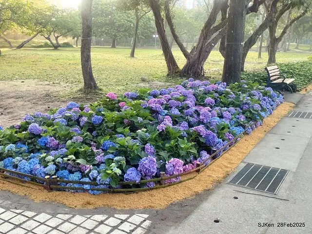 2025台北杜鵑花季「心花開、森不息」主題系列(三) 繡球花篇((Hydrangeas exhibition at Da-An forest park), Taipei,Taiwan, SJKen, Feb 28, 2025.