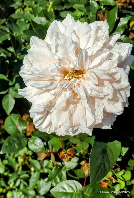 2025花博園區新生公園台北玫瑰園花展(2025 Annual Taipei Rose Garden festival), Mar 14 ~ Apr.13, 2025, Taipei, Taiwan, SJKen.