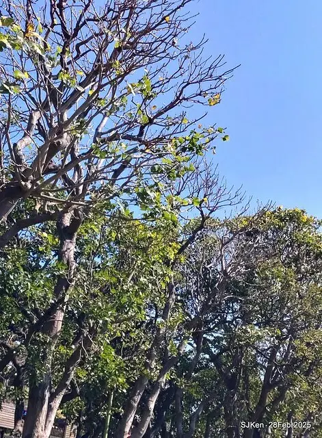 2025花博園區新生公園台北玫瑰園花展(2025 Annual Taipei Rose Garden festival), Mar 14 ~ Apr.13, 2025, Taipei, Taiwan, SJKen.