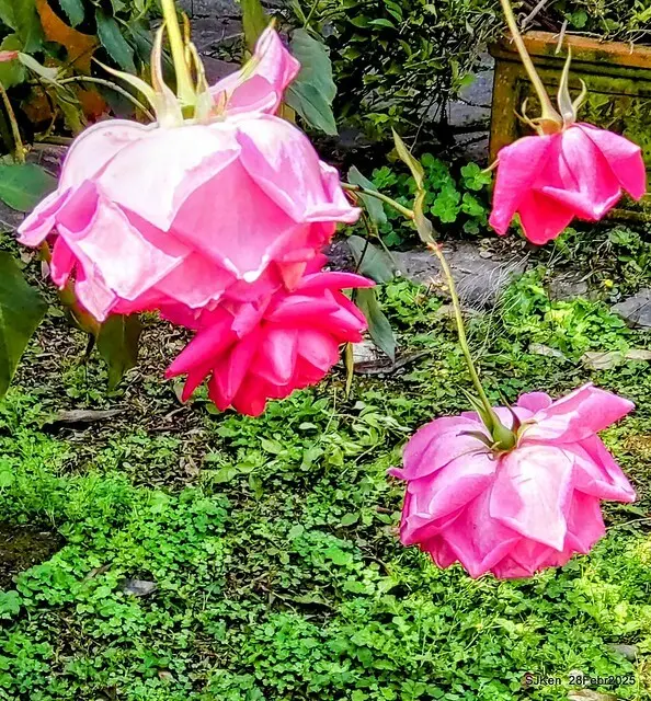 2025花博園區新生公園台北玫瑰園花展(2025 Annual Taipei Rose Garden festival), Mar 14 ~ Apr.13, 2025, Taipei, Taiwan, SJKen.