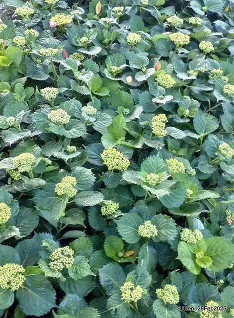 2025台北杜鵑花季「心花開、森不息」主題系列(三) 繡球花篇((Hydrangeas exhibition at Da-An forest park), Taipei,Taiwan, SJKen, Feb 28, 2025.