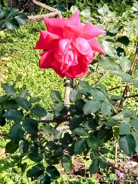 2025花博園區新生公園台北玫瑰園花展(2025 Annual Taipei Rose Garden festival), Mar 14 ~ Apr.13, 2025, Taipei, Taiwan, SJKen.