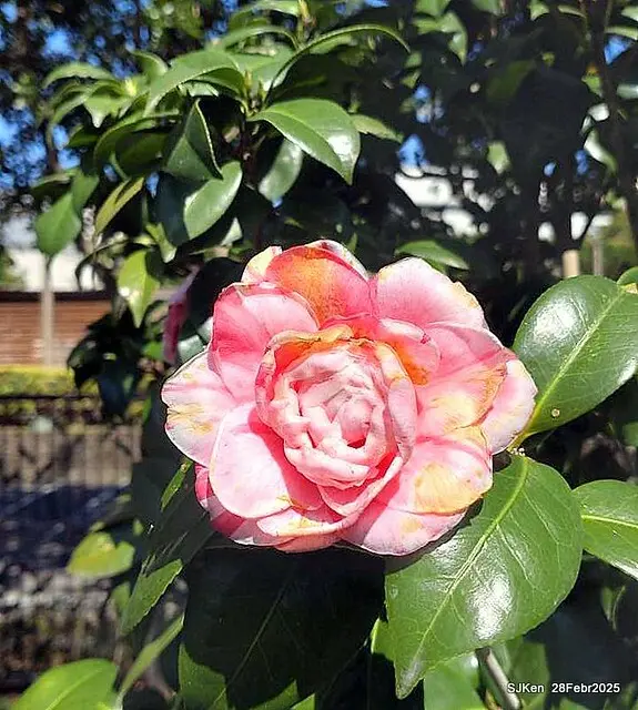 2025花博園區新生公園台北玫瑰園花展(2025 Annual Taipei Rose Garden festival), Mar 14 ~ Apr.13, 2025, Taipei, Taiwan, SJKen.