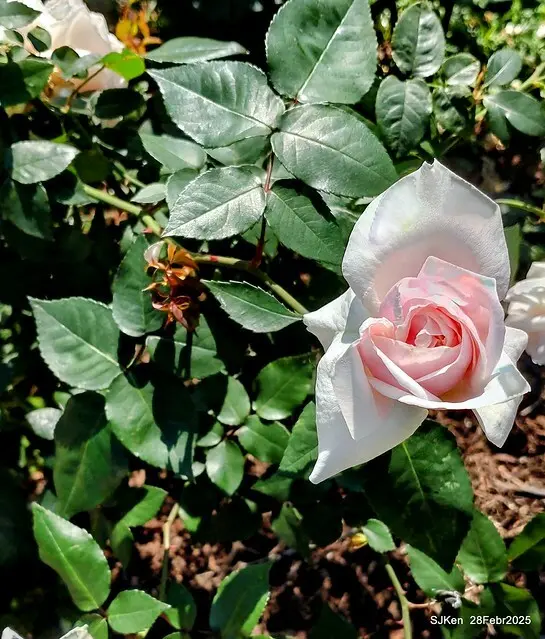 2025花博園區新生公園台北玫瑰園花展(2025 Annual Taipei Rose Garden festival), Mar 14 ~ Apr.13, 2025, Taipei, Taiwan, SJKen.