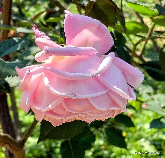 2025花博園區新生公園台北玫瑰園花展(2025 Annual Taipei Rose Garden festival), Mar 14 ~ Apr.13, 2025, Taipei, Taiwan, SJKen.