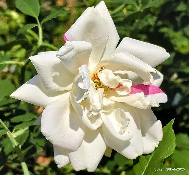 2025花博園區新生公園台北玫瑰園花展(2025 Annual Taipei Rose Garden festival), Mar 14 ~ Apr.13, 2025, Taipei, Taiwan, SJKen.