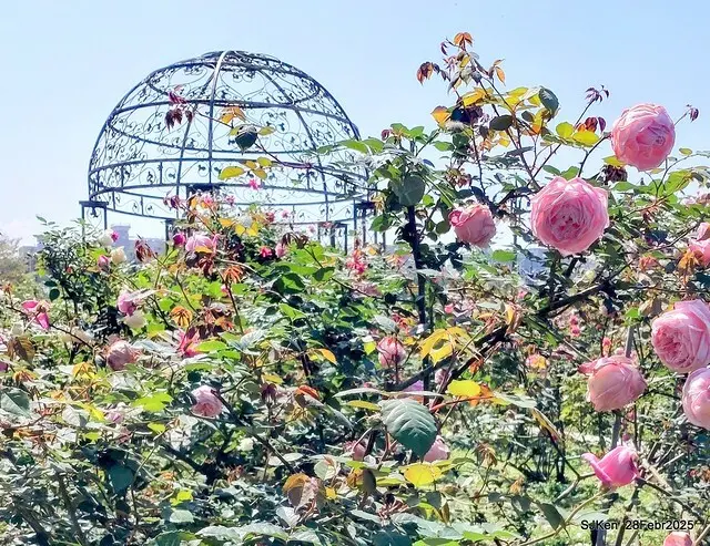 2025花博園區新生公園台北玫瑰園花展(2025 Annual Taipei Rose Garden festival), Mar 14 ~ Apr.13, 2025, Taipei, Taiwan, SJKen.