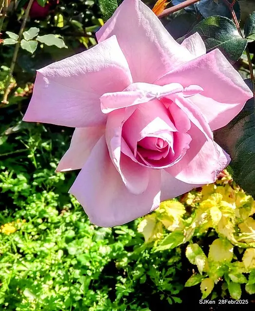 2025花博園區新生公園台北玫瑰園花展(2025 Annual Taipei Rose Garden festival), Mar 14 ~ Apr.13, 2025, Taipei, Taiwan, SJKen.