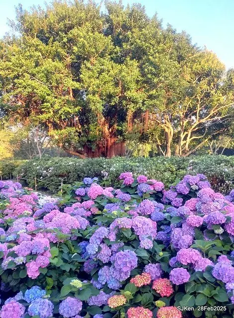 2025台北杜鵑花季「心花開、森不息」主題系列(三) 繡球花篇((Hydrangeas exhibition at Da-An forest park), Taipei,Taiwan, SJKen, Feb 28, 2025.