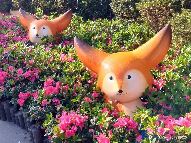 2025.02.28       2025 台北杜鵑花季--- 杜鵑花篇(2025 Tapei Azalea festival at Daan forest park), Taipei, Taiwan, Feb 28,2025, SJKen