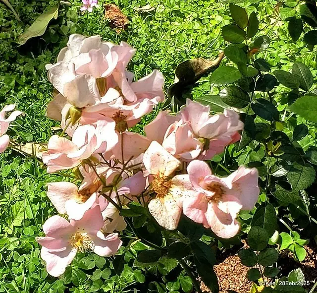 2025花博園區新生公園台北玫瑰園花展(2025 Annual Taipei Rose Garden festival), Mar 14 ~ Apr.13, 2025, Taipei, Taiwan, SJKen.