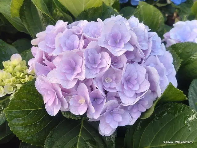 2025台北杜鵑花季「心花開、森不息」主題系列(三) 繡球花篇((Hydrangeas exhibition at Da-An forest park), Taipei,Taiwan, SJKen, Feb 28, 2025.