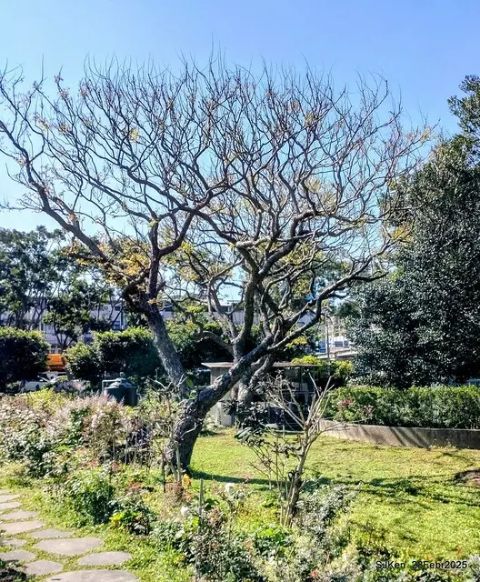 2025花博園區新生公園台北玫瑰園花展(2025 Annual Taipei Rose Garden festival), Mar 14 ~ Apr.13, 2025, Taipei, Taiwan, SJKen.