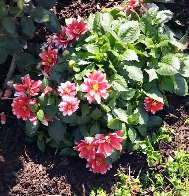 2025花博園區新生公園台北玫瑰園花展(2025 Annual Taipei Rose Garden festival), Mar 14 ~ Apr.13, 2025, Taipei, Taiwan, SJKen.