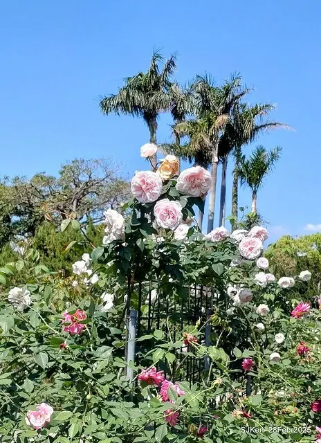 2025花博園區新生公園台北玫瑰園花展(2025 Annual Taipei Rose Garden festival), Mar 14 ~ Apr.13, 2025, Taipei, Taiwan, SJKen.