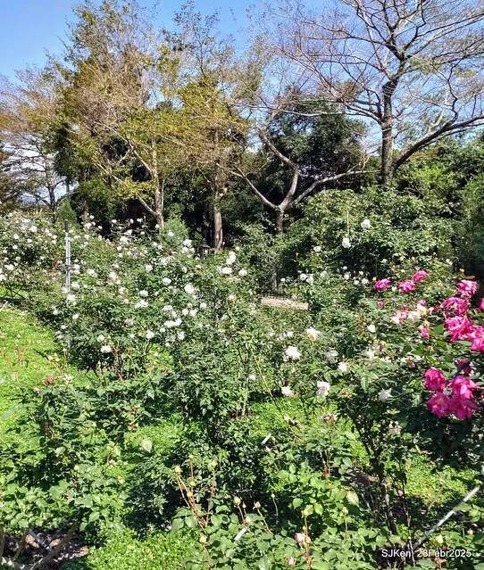 2025花博園區新生公園台北玫瑰園花展(2025 Annual Taipei Rose Garden festival), Mar 14 ~ Apr.13, 2025, Taipei, Taiwan, SJKen.
