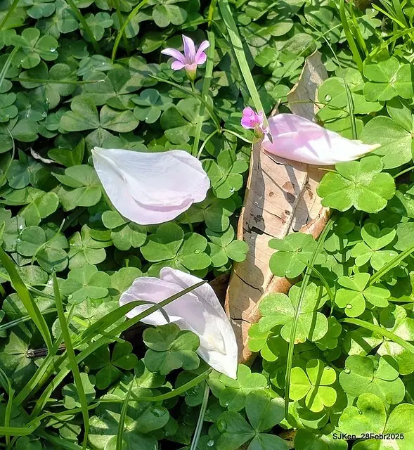 2025花博園區新生公園台北玫瑰園花展(2025 Annual Taipei Rose Garden festival), Mar 14 ~ Apr.13, 2025, Taipei, Taiwan, SJKen.