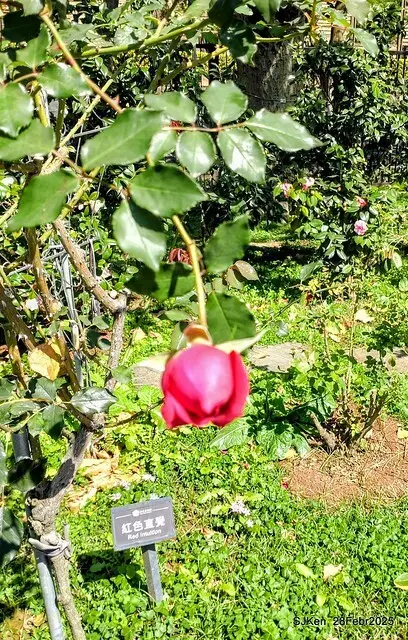 2025花博園區新生公園台北玫瑰園花展(2025 Annual Taipei Rose Garden festival), Mar 14 ~ Apr.13, 2025, Taipei, Taiwan, SJKen.