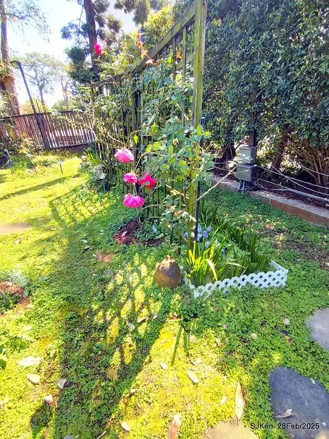 2025花博園區新生公園台北玫瑰園花展(2025 Annual Taipei Rose Garden festival), Mar 14 ~ Apr.13, 2025, Taipei, Taiwan, SJKen.