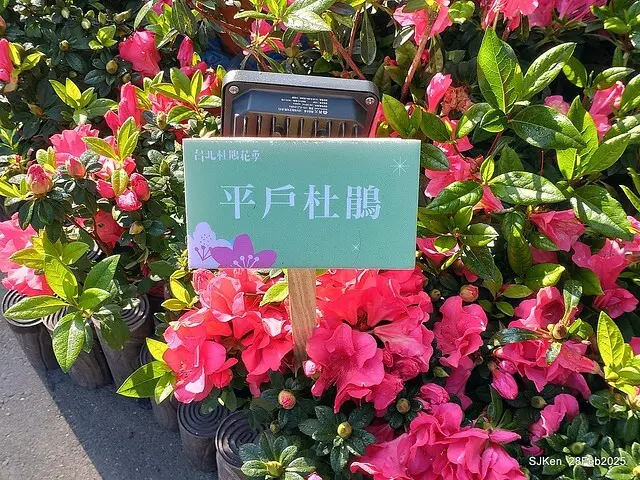 2025.02.28       2025 台北杜鵑花季--- 杜鵑花篇(2025 Tapei Azalea festival at Daan forest park), Taipei, Taiwan, Feb 28,2025, SJKen