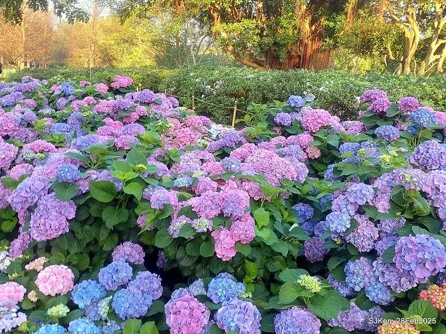 2025台北杜鵑花季「心花開、森不息」主題系列(三) 繡球花篇((Hydrangeas exhibition at Da-An forest park), Taipei,Taiwan, SJKen, Feb 28, 2025.