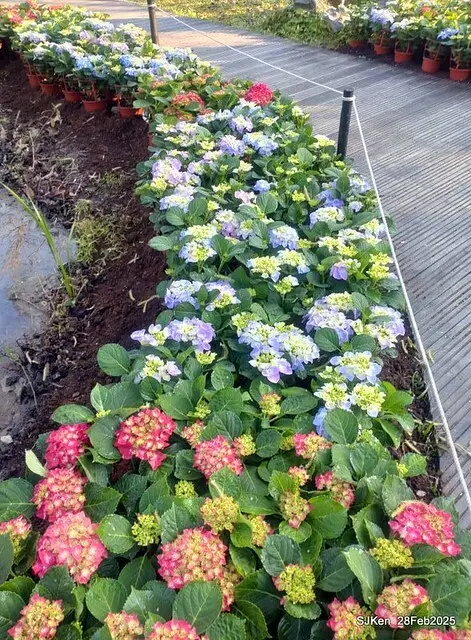 2025台北杜鵑花季「心花開、森不息」主題系列(三) 繡球花篇((Hydrangeas exhibition at Da-An forest park), Taipei,Taiwan, SJKen, Feb 28, 2025.