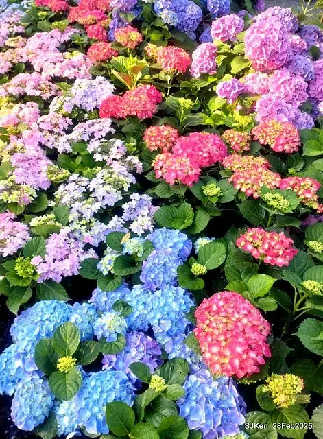 2025台北杜鵑花季「心花開、森不息」主題系列(三) 繡球花篇((Hydrangeas exhibition at Da-An forest park), Taipei,Taiwan, SJKen, Feb 28, 2025.