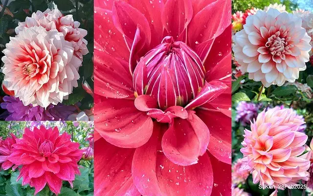 2025台北杜鵑花季系列(二) 大理花篇( Dahlia at Daan forest park), Taipei, Taiwan, SJKen , Feb 28, 2025.