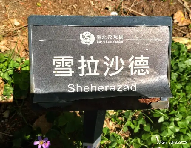 2025花博園區新生公園台北玫瑰園花展(2025 Annual Taipei Rose Garden festival), Mar 14 ~ Apr.13, 2025, Taipei, Taiwan, SJKen.