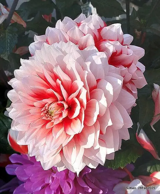 2025台北杜鵑花季系列(二) 大理花篇( Dahlia at Daan forest park), Taipei, Taiwan, SJKen , Feb 28, 2025.