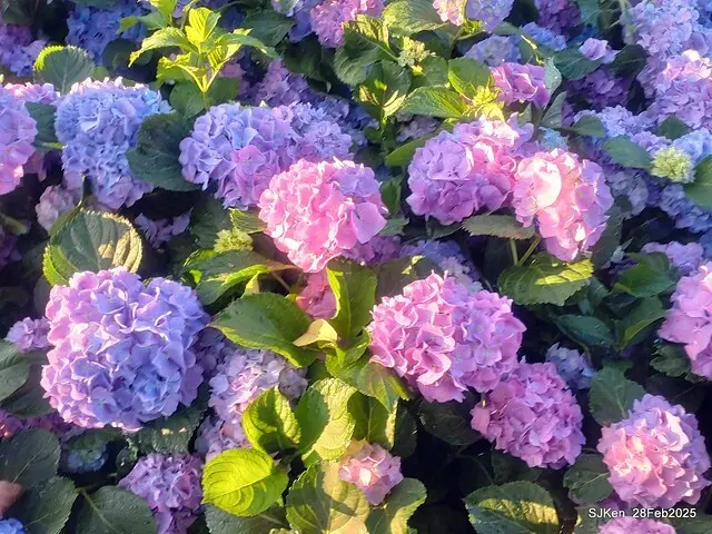 2025台北杜鵑花季「心花開、森不息」主題系列(三) 繡球花篇((Hydrangeas exhibition at Da-An forest park), Taipei,Taiwan, SJKen, Feb 28, 2025.