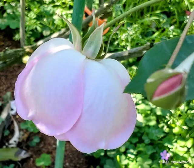 2025花博園區新生公園台北玫瑰園花展(2025 Annual Taipei Rose Garden festival), Mar 14 ~ Apr.13, 2025, Taipei, Taiwan, SJKen.