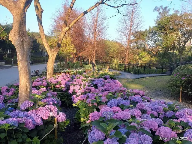 2025台北杜鵑花季「心花開、森不息」主題系列(三) 繡球花篇((Hydrangeas exhibition at Da-An forest park), Taipei,Taiwan, SJKen, Feb 28, 2025.