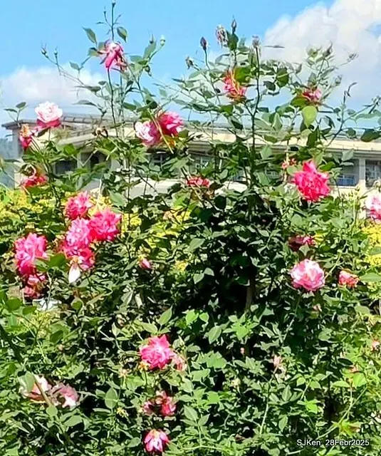 2025花博園區新生公園台北玫瑰園花展(2025 Annual Taipei Rose Garden festival), Mar 14 ~ Apr.13, 2025, Taipei, Taiwan, SJKen.