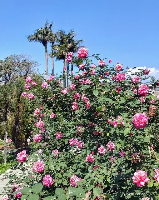 2025花博園區新生公園台北玫瑰園花展(2025 Annual Taipei Rose Garden festival), Mar 14 ~ Apr.13, 2025, Taipei, Taiwan, SJKen.