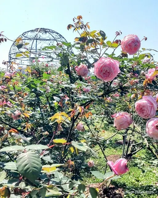 2025花博園區新生公園台北玫瑰園花展(2025 Annual Taipei Rose Garden festival), Mar 14 ~ Apr.13, 2025, Taipei, Taiwan, SJKen.