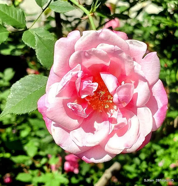 2025花博園區新生公園台北玫瑰園花展(2025 Annual Taipei Rose Garden festival), Mar 14 ~ Apr.13, 2025, Taipei, Taiwan, SJKen.